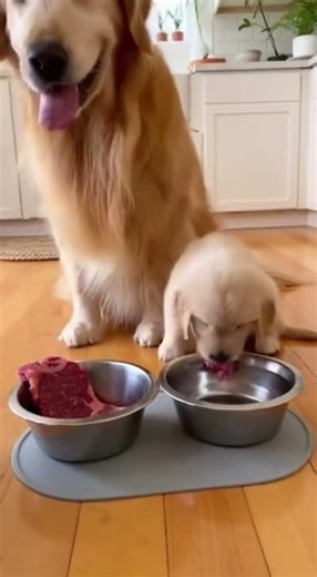Ele nunca ia deixar o seu bebe passar fome
