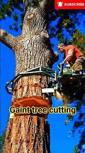 Wait…😳 This Lumberjack Cuts a GIANT Tree From the AIR!💪🌲#shorts#chainsaw#heavymachinery#chess#tree