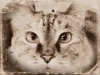 How to Naturally Worm Cats with Diatomaceous Earth