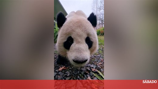 Animais do zoo de Berlim recebem guloseimas para celebrar o Natal