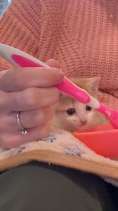 We welcomed a new neuro-needy kitty into our foster care yesterday! Here’s what we know about mini Kiki so far: Her feral mom brought her to someone’s garage, but she wasn’t nursing / She isn’t walking / Her x-ray showed no spinal issues (points toward neurological) / She is 5-6 weeks old / She was being bottle-fed (she’s starting food now). We’re still evaluating her and determining next steps while let her get a little stronger before more tests are run. Kitty Kat Haven & Rescue | Phoebe the C