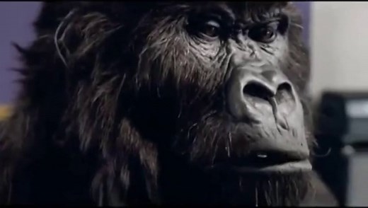 Cadbury Gorilla Drummer Drums To Phil Collins