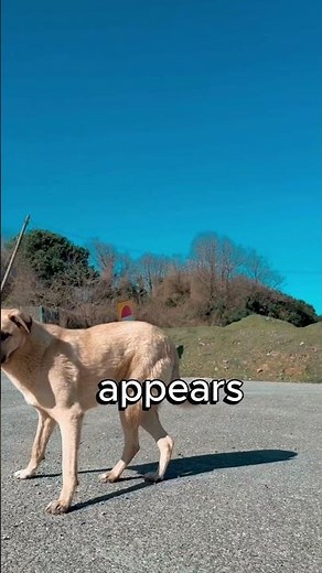 He Starts Shaking After Standing Lately 💛🐕A Subtle Discomfort Signal in Senior Dogs