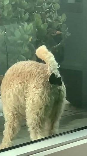 Dog Pooping On The Window