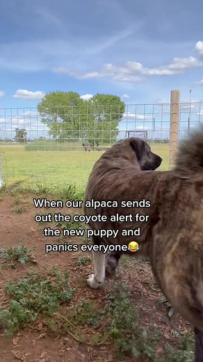 Meet Judge: The New Ranch Dog Making Waves