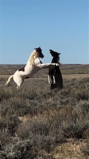 🐴 Amazing Horse Grooming Transformation | Before & After Glow Up