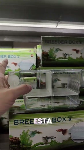 PARIDERAS PARA CRIAS DE PECES | ACUARIO DISCUS PY