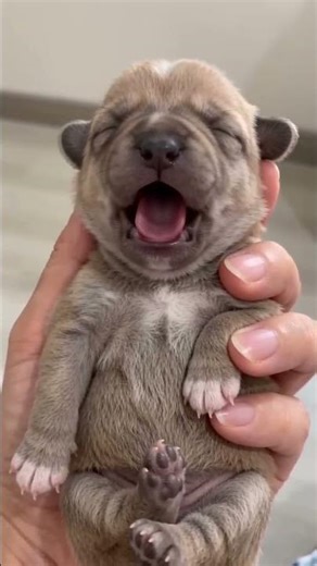 Adorable Labrador Puppy Tries to Bark for the First Time! 🐶💖