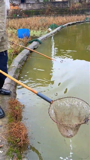 Fishing Rod | Fishing Videos | Fishing Tour | Fishing in River | Fishing in Japan #shorts #fishing