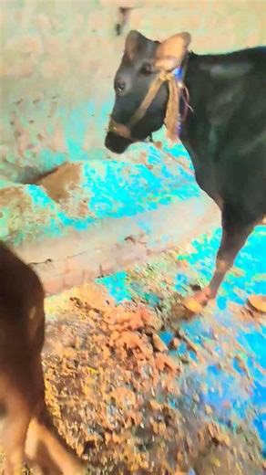 please subscribe me #cow #baffalo #dairyfarm #indor #farming #farm #viral #trending #dairyfarm