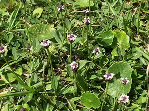 Frogfruit as a Turf Companion | Gardening in the Panhandle