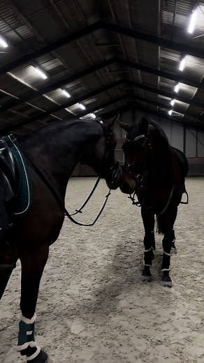 Building Friendships in Equestrian Experiences