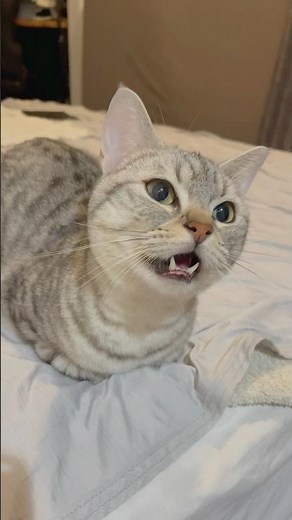 よく鳴くマンチカン。 #cat #猫