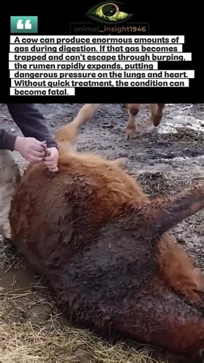 This Cow's Stomach Is Filling Like a Balloon 🤔
