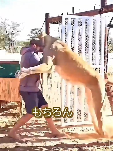 育児放棄されたライオンと人間の絆#動物 #ペット #ライオン #感動 #家族