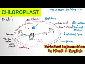 Chloroplast Structure and Functions || Ultrastructure of Chloroplast || Cell Organelle Chloroplast