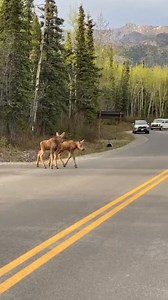 Baby moose on the run! I love watching them figure out their legs. Moose calves have been know too be born right along the entrance to a Denali National Park. Moose are extremely dangerous animals! This was taken from my parked Jeep. Moose 📷 and caption by @lauralynphotography . #moose #alaskalife #alaskaphotography | The Moose Meadow