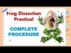 How to Dissect a Frog | Frog's Dissection Procedure
