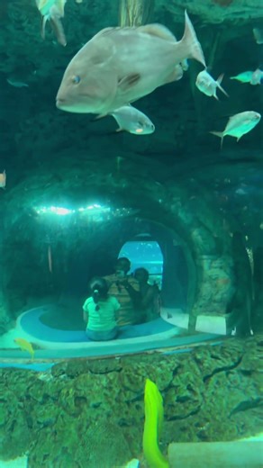Texas State Aquarium.