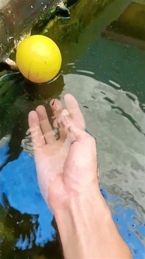 While I was watching content, someone sneezed 🤣 so I failed to get a betta fish