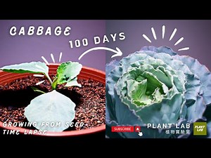 Cabbage - Growing From Seed Time Lapse - 100 Days (高麗菜 - 從種子成長到收成的縮時影片)
