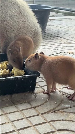 A rare albino capybara with adorable moments #capybara #animals #cute