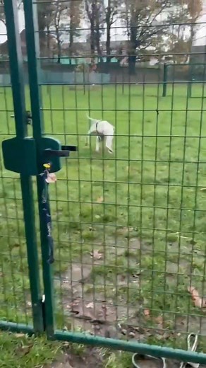 26K views · 803 reactions | Aujourd’hui, je suis allé aider l’Arche...