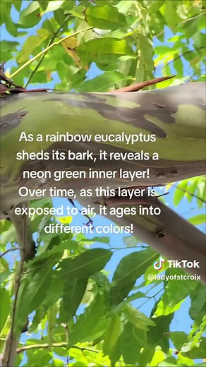 Rainbow Eucalyptus: The Colorful Tree of the Tropics