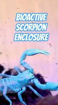 Bioactive Planted Enclosure For Baby Asian Forest Scorpion