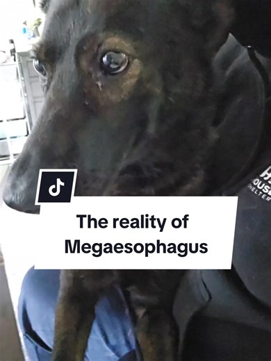 Understanding Megaesophagus in Dogs: Communicating Signs