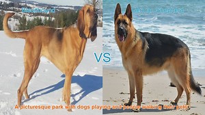 Bloodhound vs. German Shepherd: A Comprehensive Comparison
