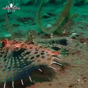 The flying gurnard, with its vibrant, wing-like pectoral fins, can "fly" short distances above the water's surface, adding a touch of airborne elegance to its underwater existence. 🤿 Critter Republic Dive Center . . . . . #fish #ocean #sea #beach #nature #travel #photography #summer #water #sdidivers #photooftheday #beachlife #instagood #beautiful #underwater #travelphotography #adventure #naturephotography #diving #vacation #oceanlife | Critter Hunter
