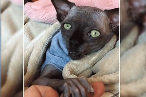 Spooky Sphynx cat looks like a bat