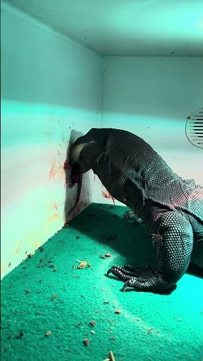 My Monitor Lizard's GRAPHIC Feeding! 🤯🦎 #shorts #wildlife #reptile