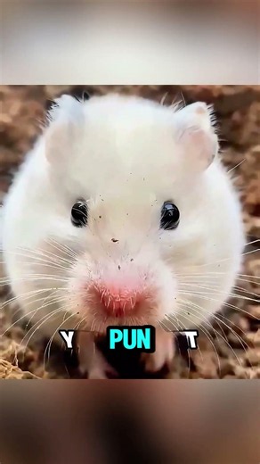 HAMSTERNYA TERLALU PLENGER‼️😂