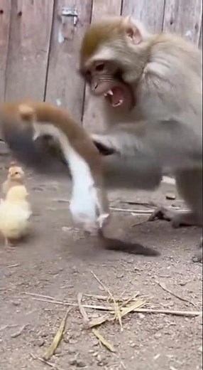 Monkey SMASHES Weasel to Protect the Chicks!! 😱🐒🐣