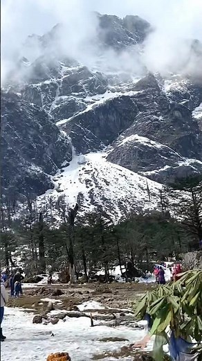Shingba Rhododendron Sanctuary, north Sikkim #ghoomo360 #travel #sikkim #travelling #lachung