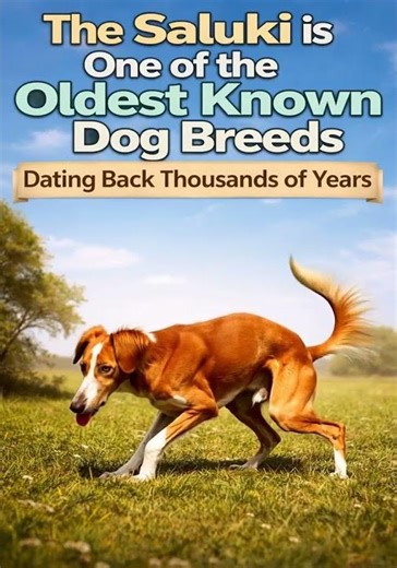 The Ancient Saluki Legacy