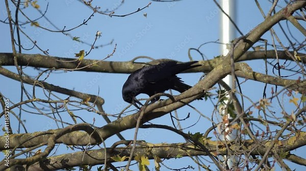 black crow sitting on a branch and eating a nut in its natural habitat