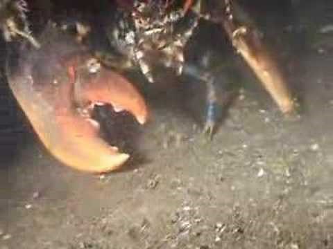 lobster attacks