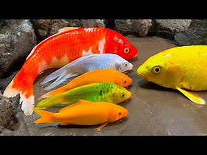 Stop Motion ASMR - Big Koi Rainbow Fish Swimming Pool Carp eel eggs Cuckoo Mud Cooking Experiment