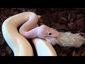 All White Ball Python Feeding