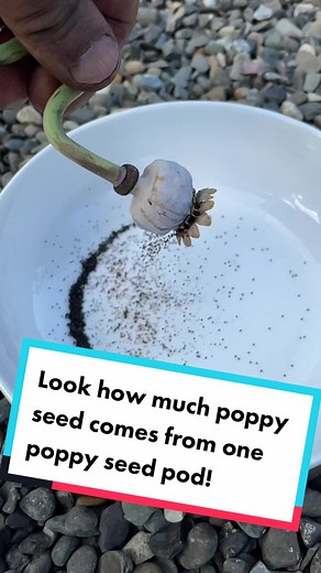 Colin Stark on TikTok