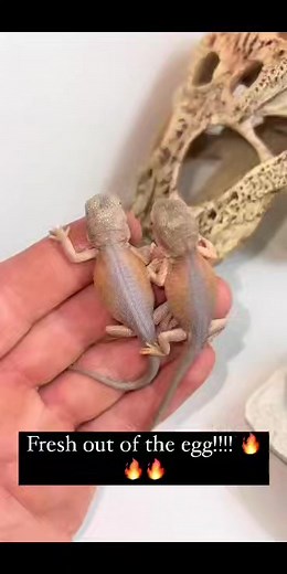 1.7K views · 32 reactions | These bearded dragons are too good not to...