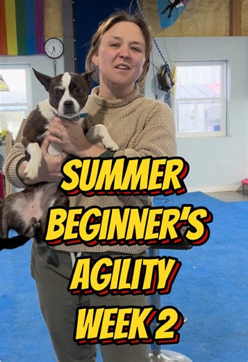 Mastering Agility Training for Dogs