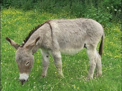 Feeding your donkey - Donkey Breed Society