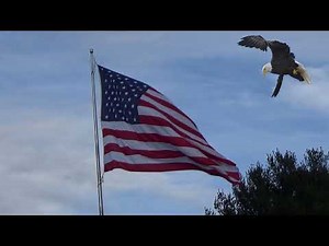 American flag flying in the breeze to the national anthem with eagles.