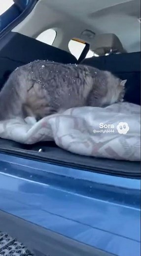 In a snowy mountain scene, mother cat carefully brings her tiny kitten inside the car. A raw han