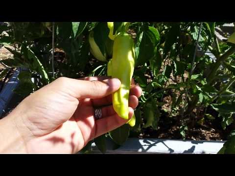 Harvesting Banana Pepper