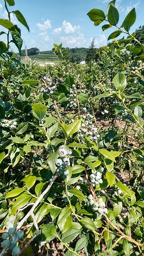 Happy blueberry season! Blueberry picking is finally here and we could not be more excited🫐 Visit us this weekend to kick off the pick-your-own season, or join us at our Blueberry and Flower Festival on July 15, 16, 22, and 23! --- Blueberry, raspberry, and sour cherry picking are open today (Saturday) 8AM - 5PM. Picking is expected to remain open tomorrow (Sunday), but stay close for any changes! PYO Pricing and Information: http://www.ciderhill.com/pick-your-own. | Cider Hill Farm